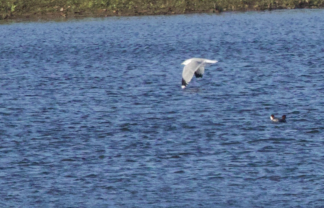 Common Gull - ML646830478