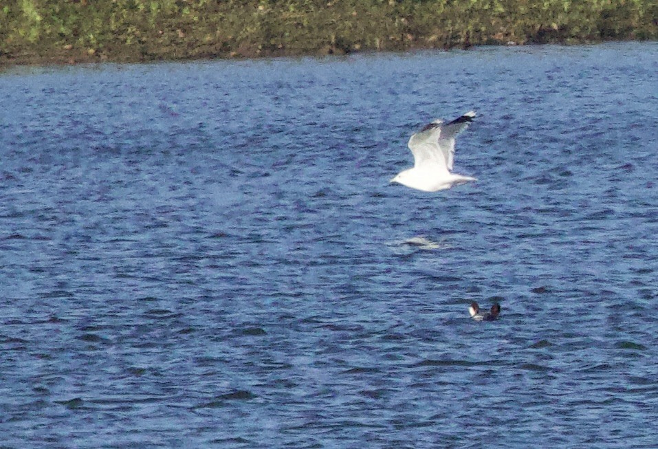 Common Gull - ML646830479