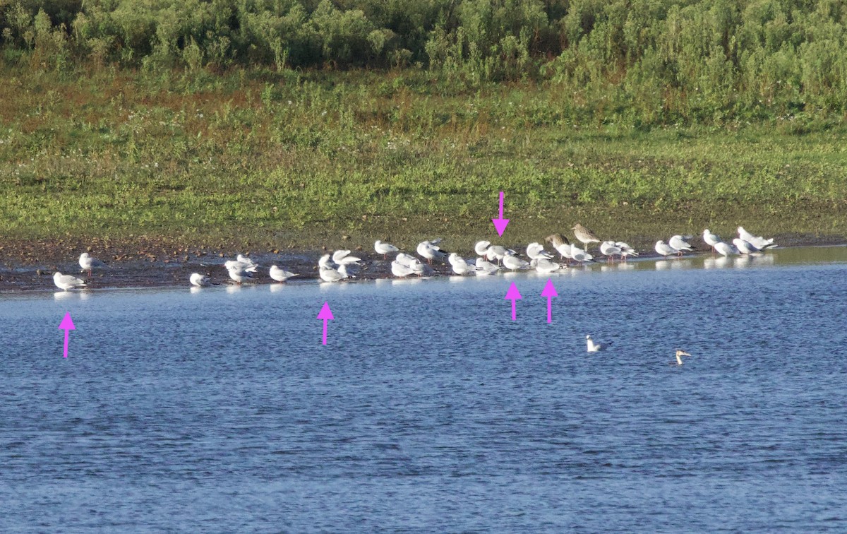 Common Gull - ML646830481