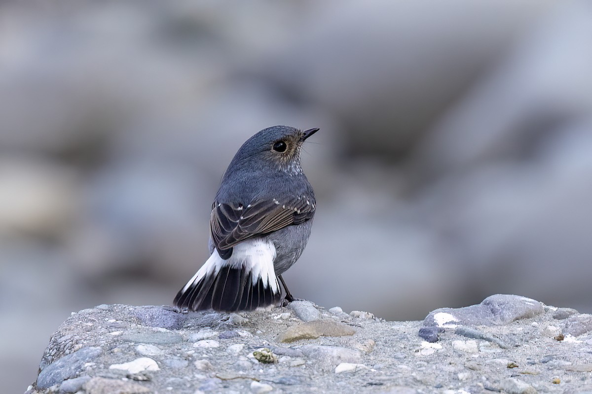 Горихвістка сиза - ML646830482