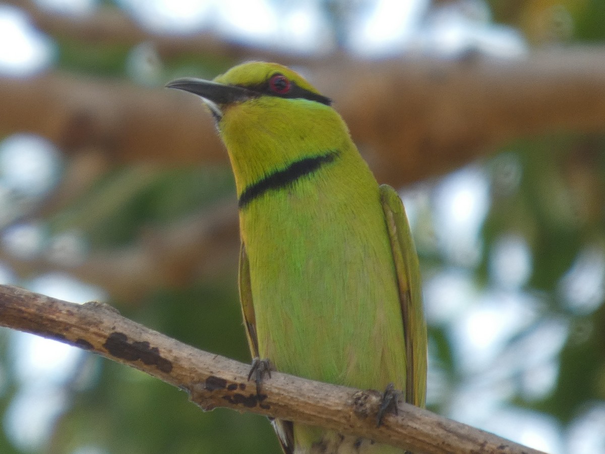 African Green Bee-eater - ML646830483