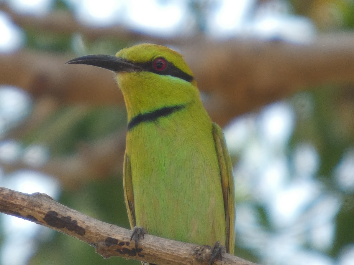 African Green Bee-eater - ML646830484