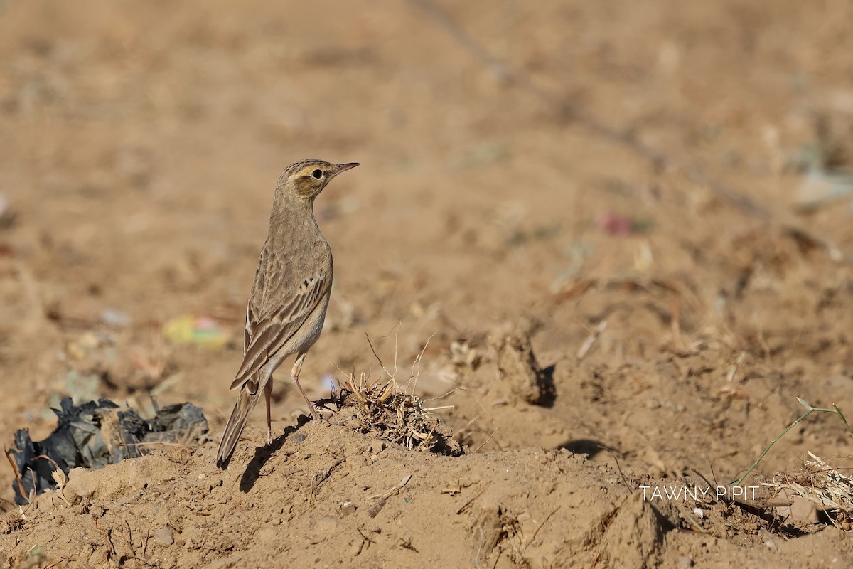 Tawny Pipit - ML646830485