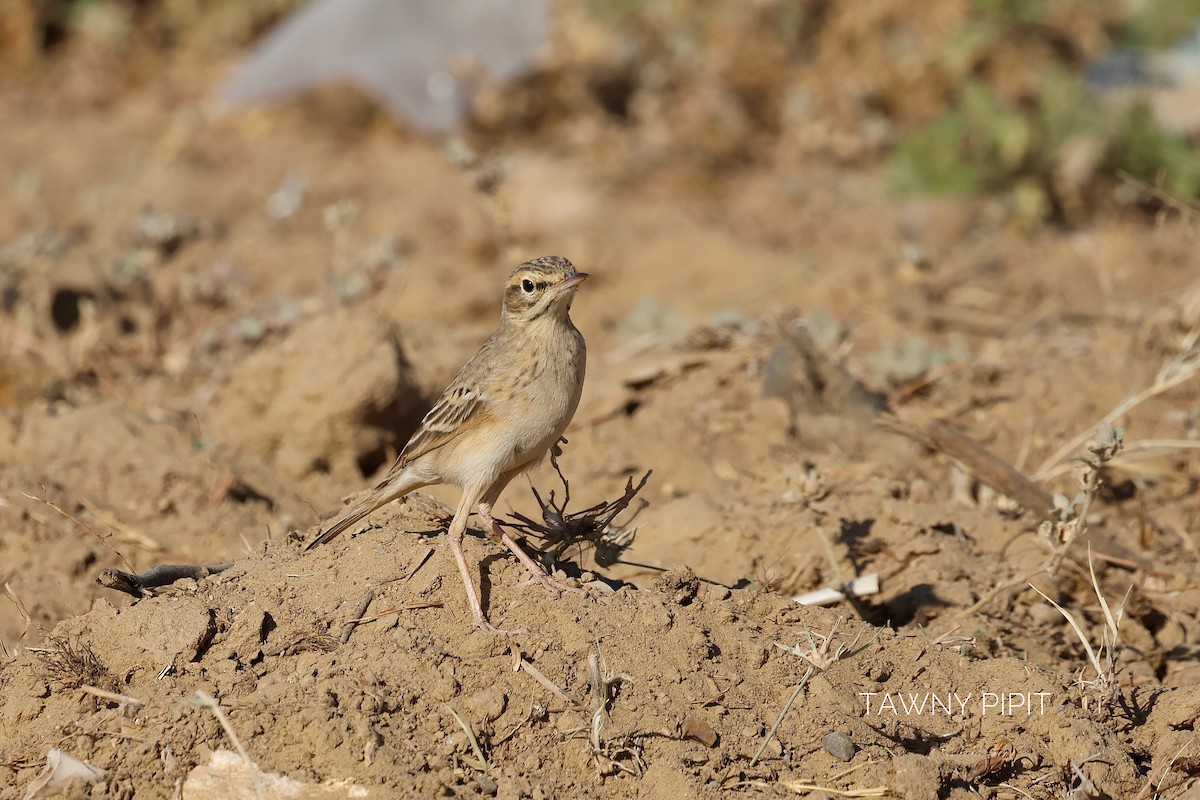 Tawny Pipit - ML646830486