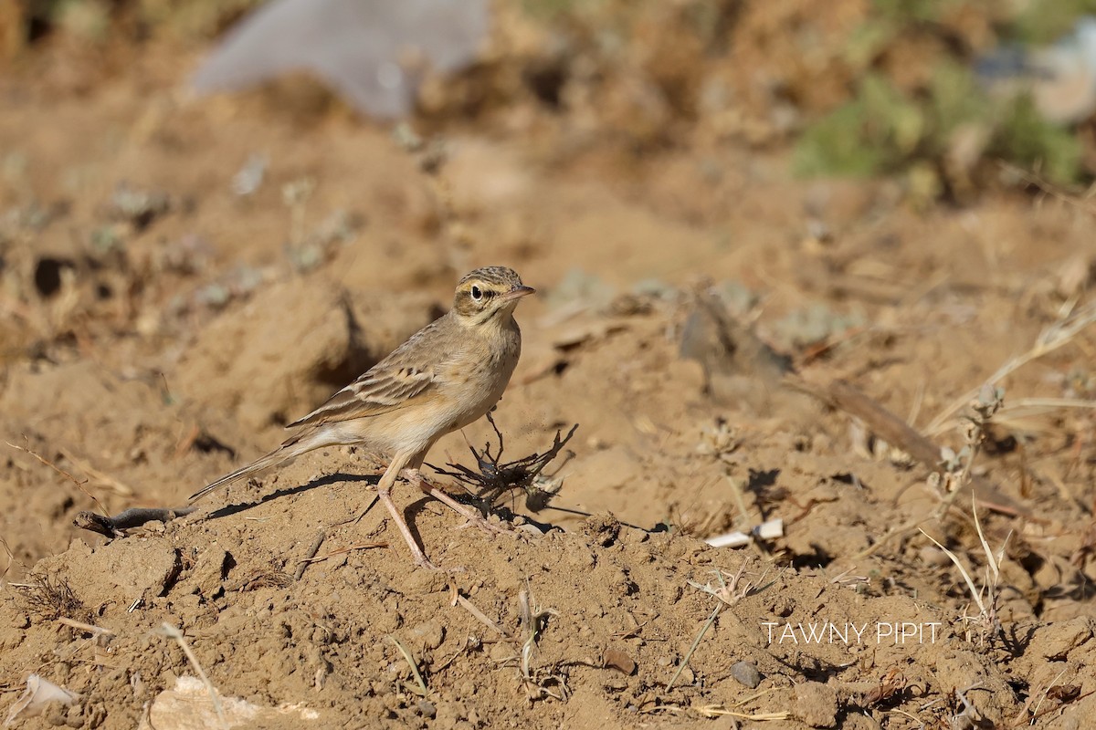Tawny Pipit - ML646830487