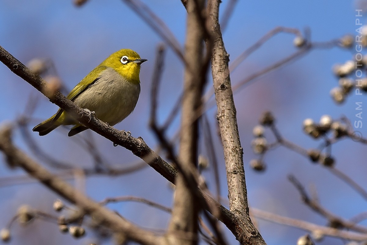 Swinhoe's White-eye - ML646830488