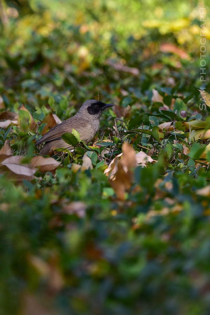 Masked Laughingthrush - ML646830490