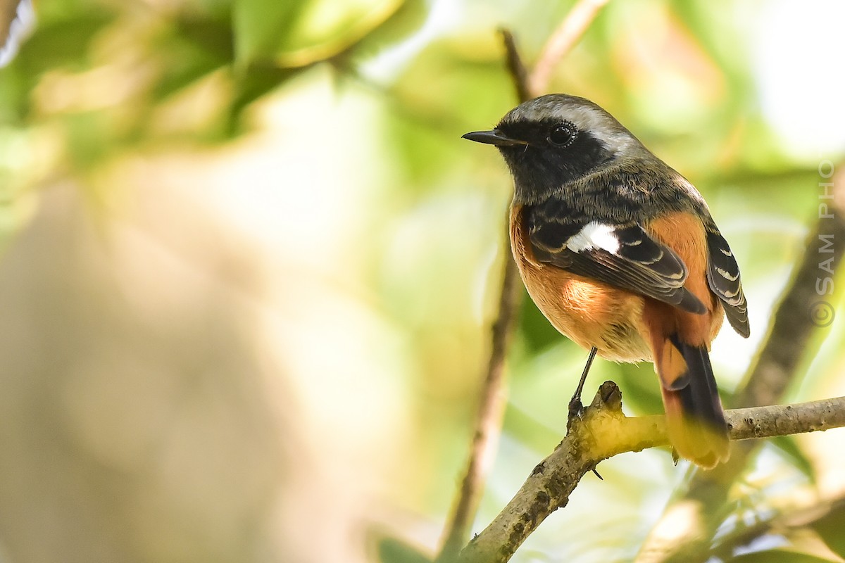 Daurian Redstart - ML646830491