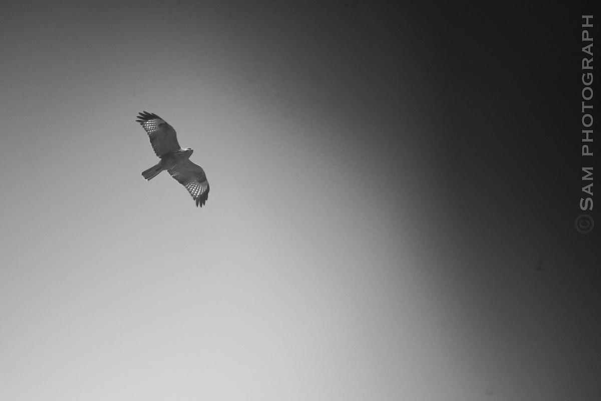 Eastern Buzzard - ML646830495