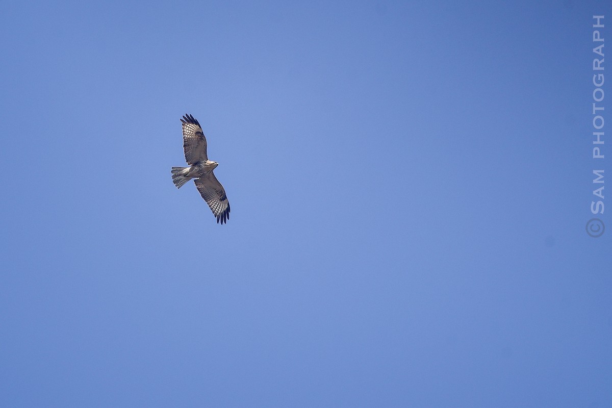 Eastern Buzzard - ML646830498
