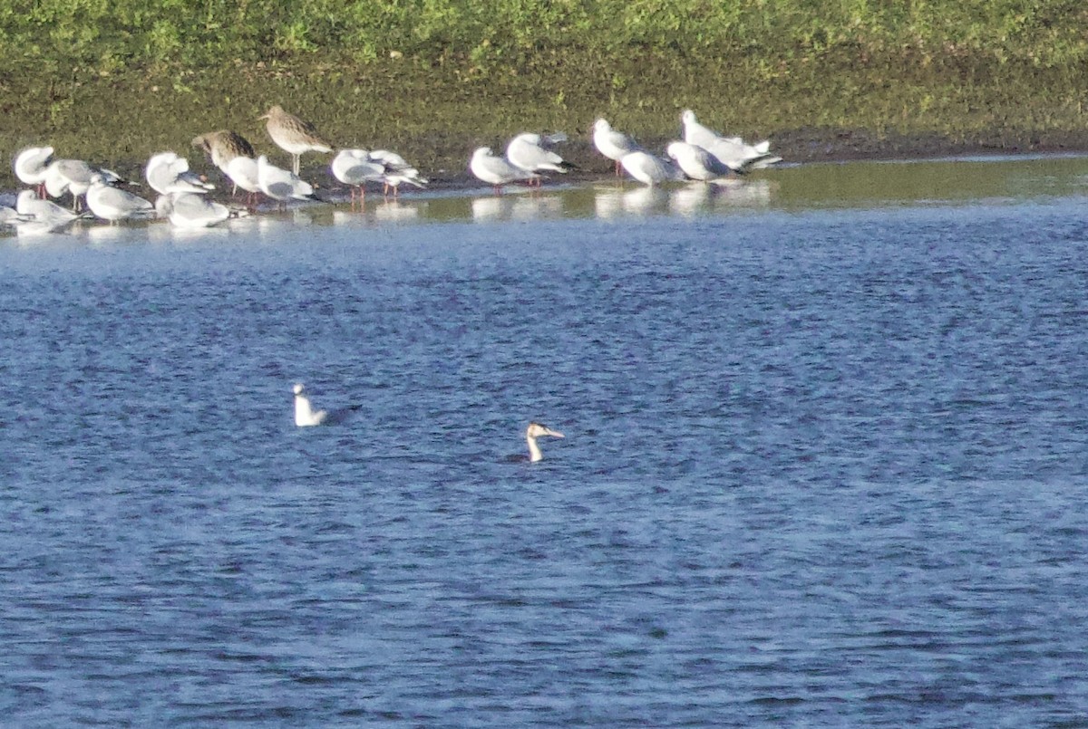 Great Crested Grebe - ML646830499