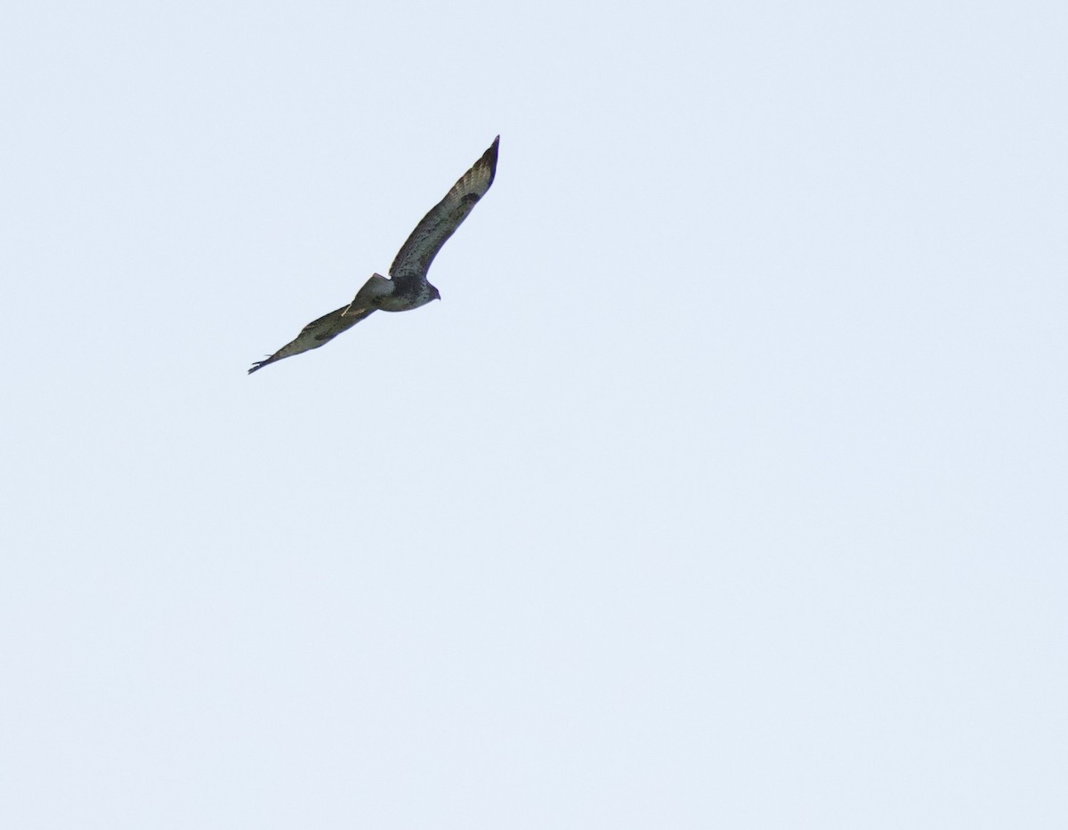 Common Buzzard - ML646830503