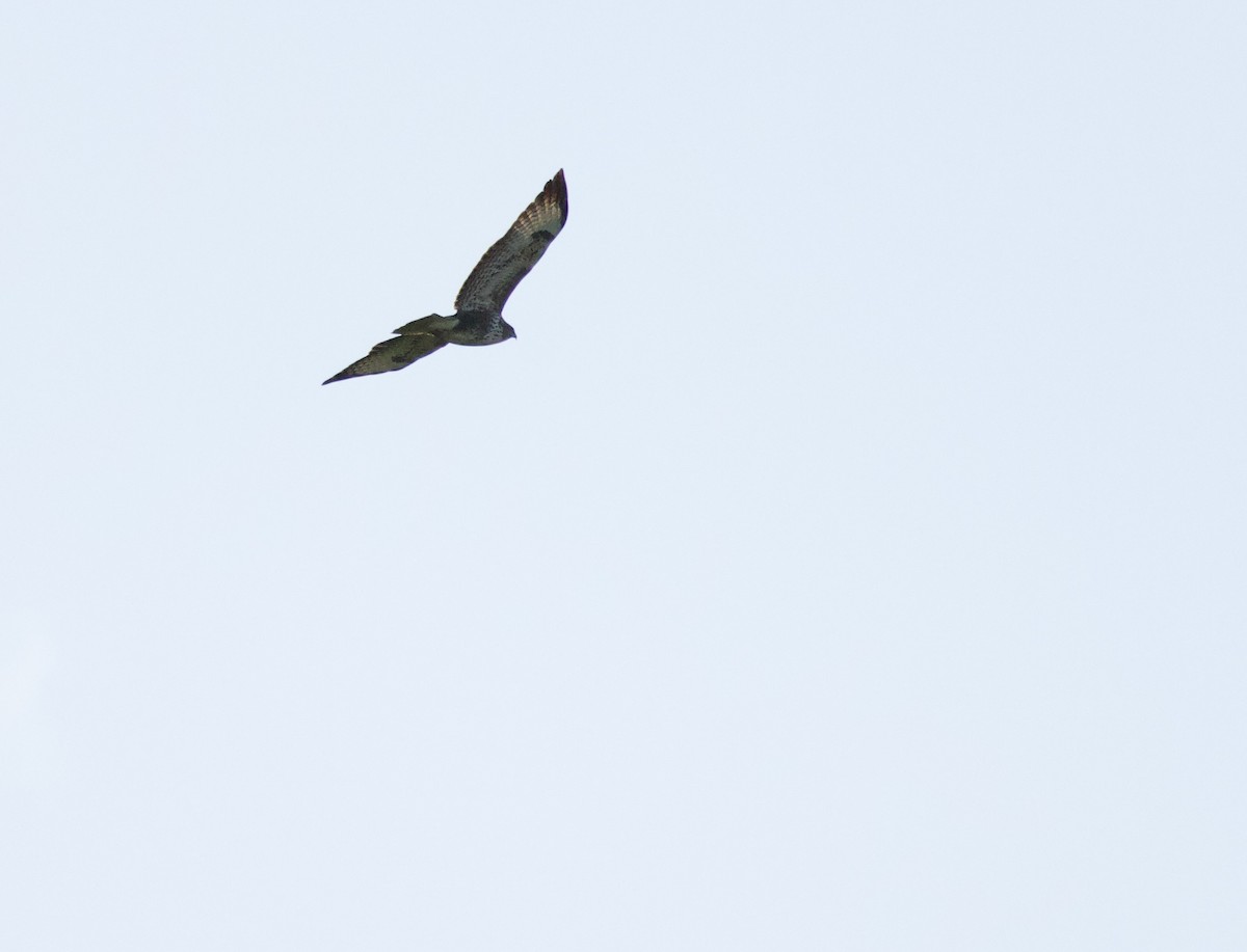 Common Buzzard - ML646830504