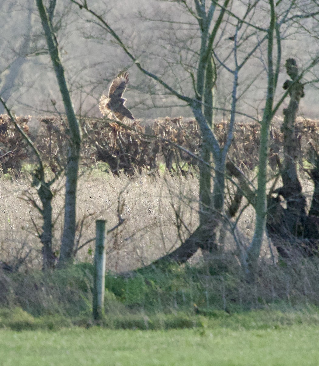 Common Buzzard - ML646830505
