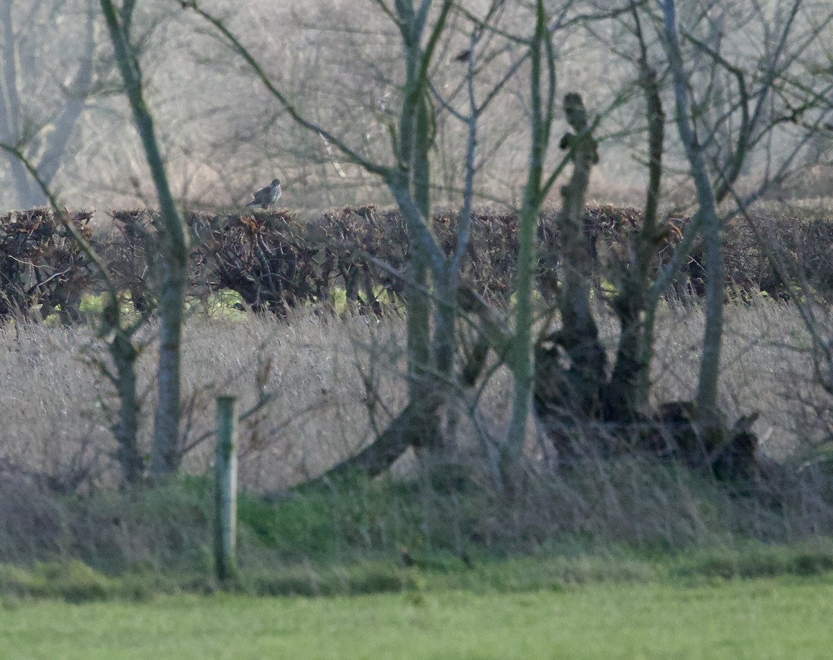 Common Buzzard - ML646830506