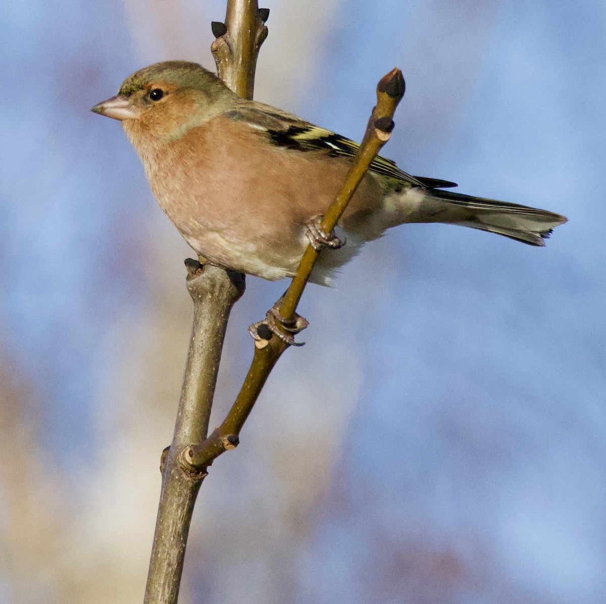 Common Chaffinch - ML646830507