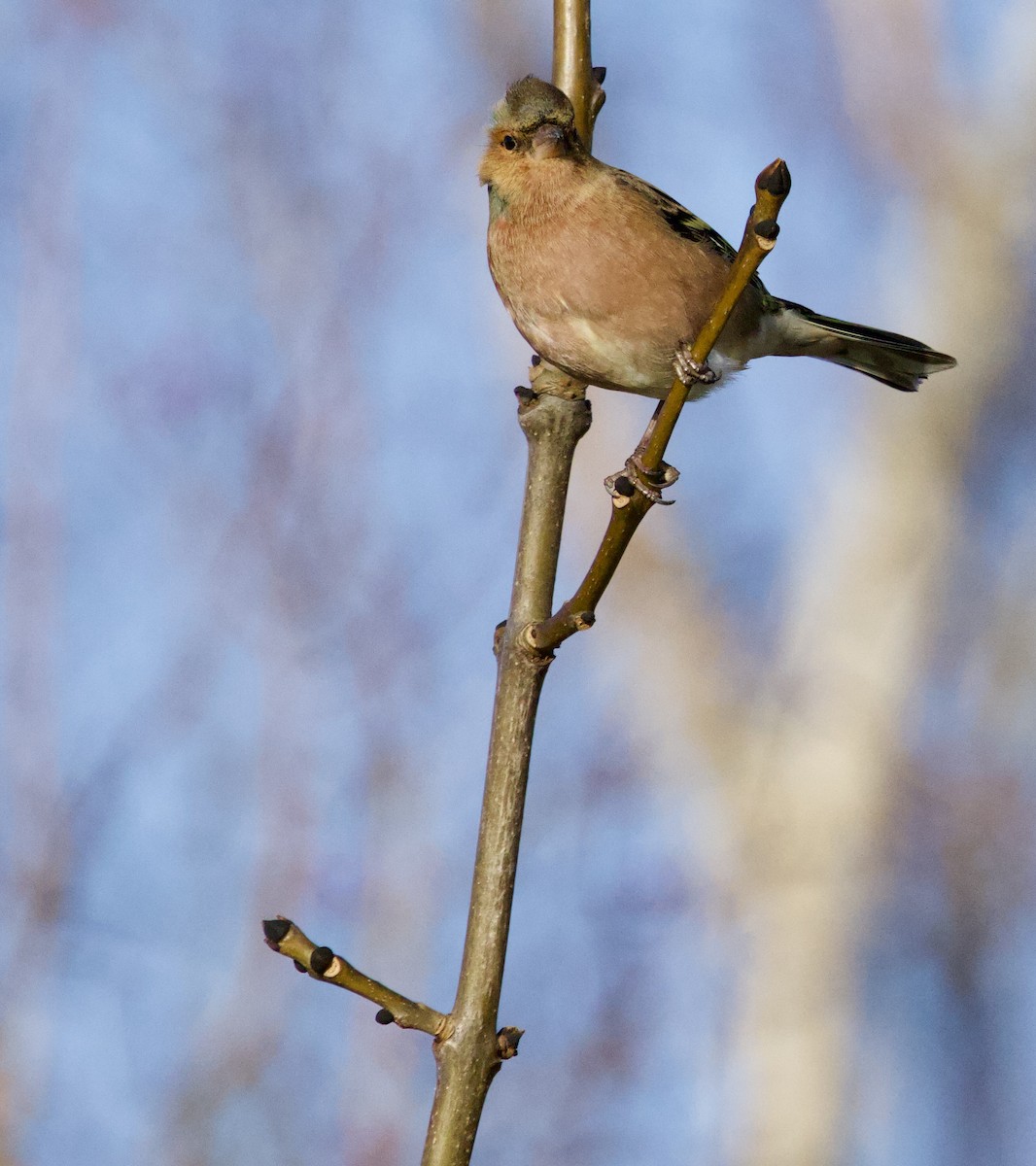 Common Chaffinch - ML646830508