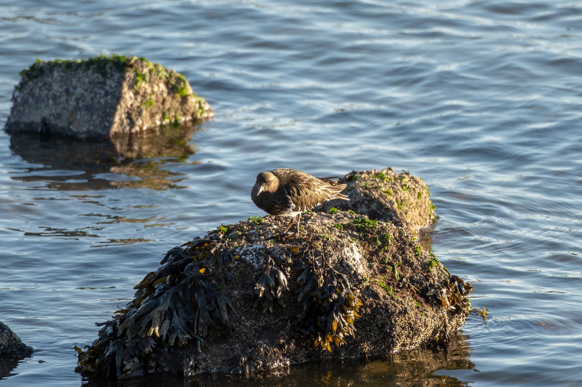 Black Turnstone - ML646830509