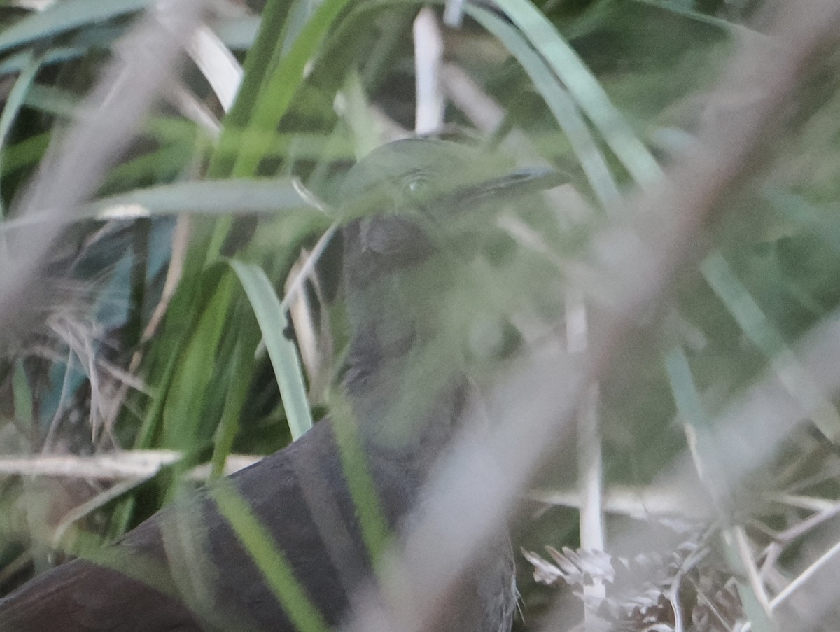 lyrochvost nádherný - ML646830510