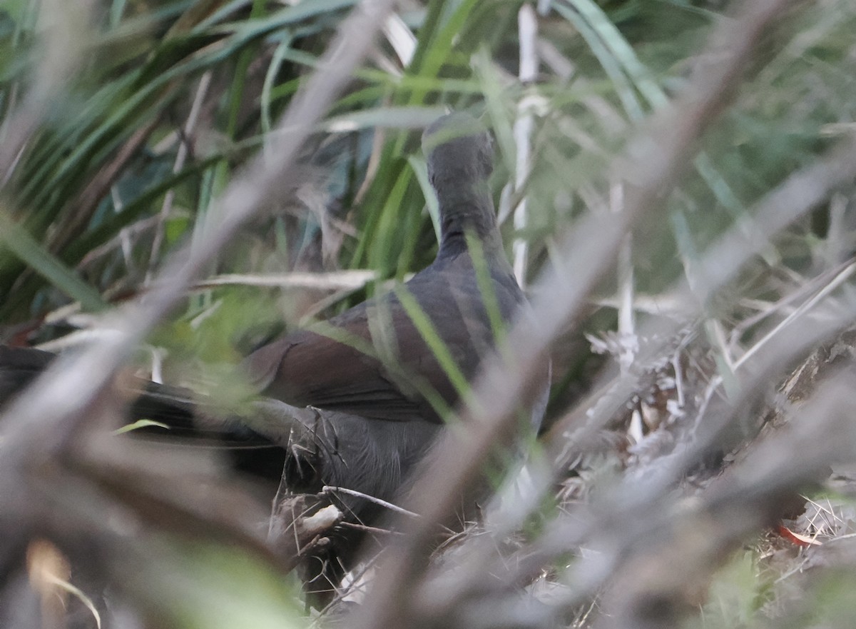 lyrochvost nádherný - ML646830511