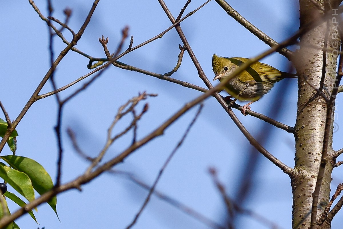 White-bellied Erpornis - ML646830512