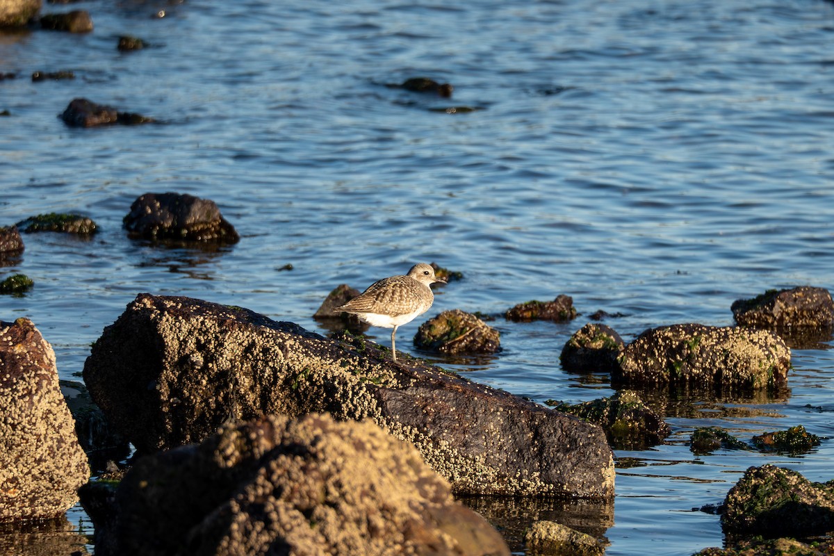 Black-bellied Plover - ML646830516