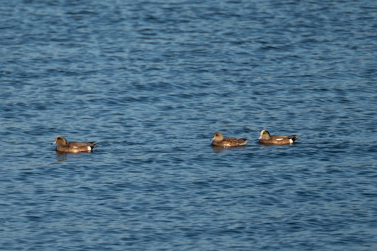 American Wigeon - ML646830518
