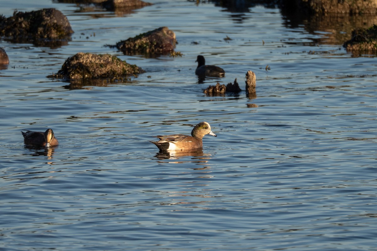 American Wigeon - ML646830519