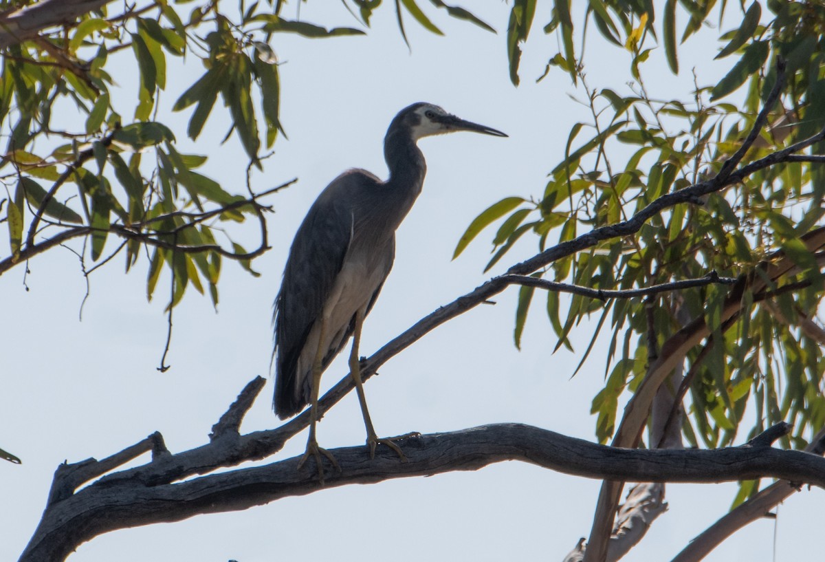 White-faced Heron - ML646830520