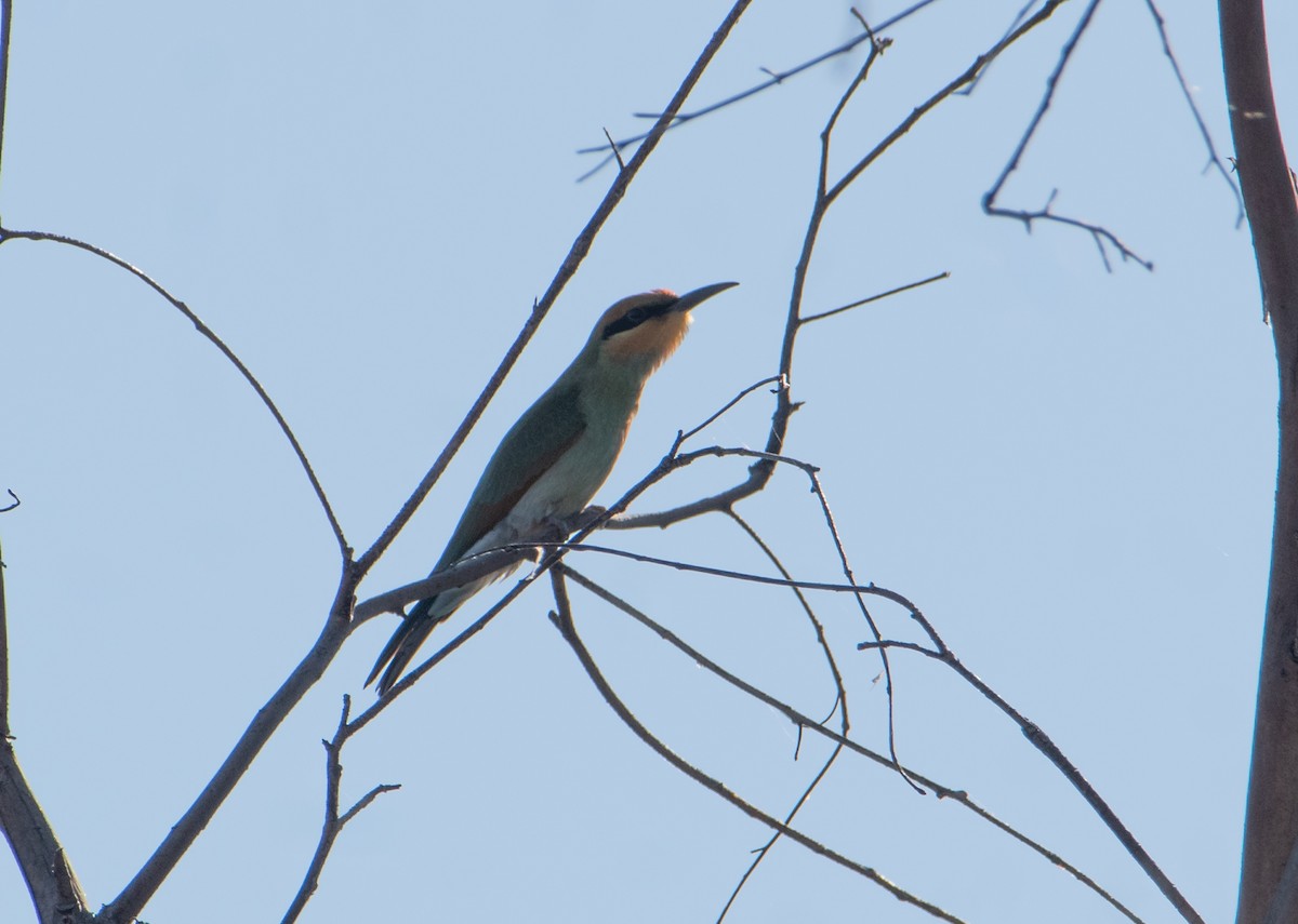 Rainbow Bee-eater - ML646830537