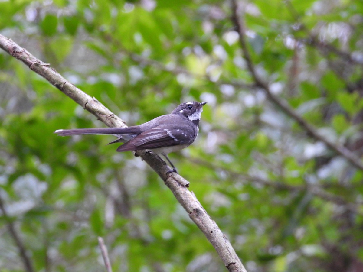 Gray Fantail - ML646830538