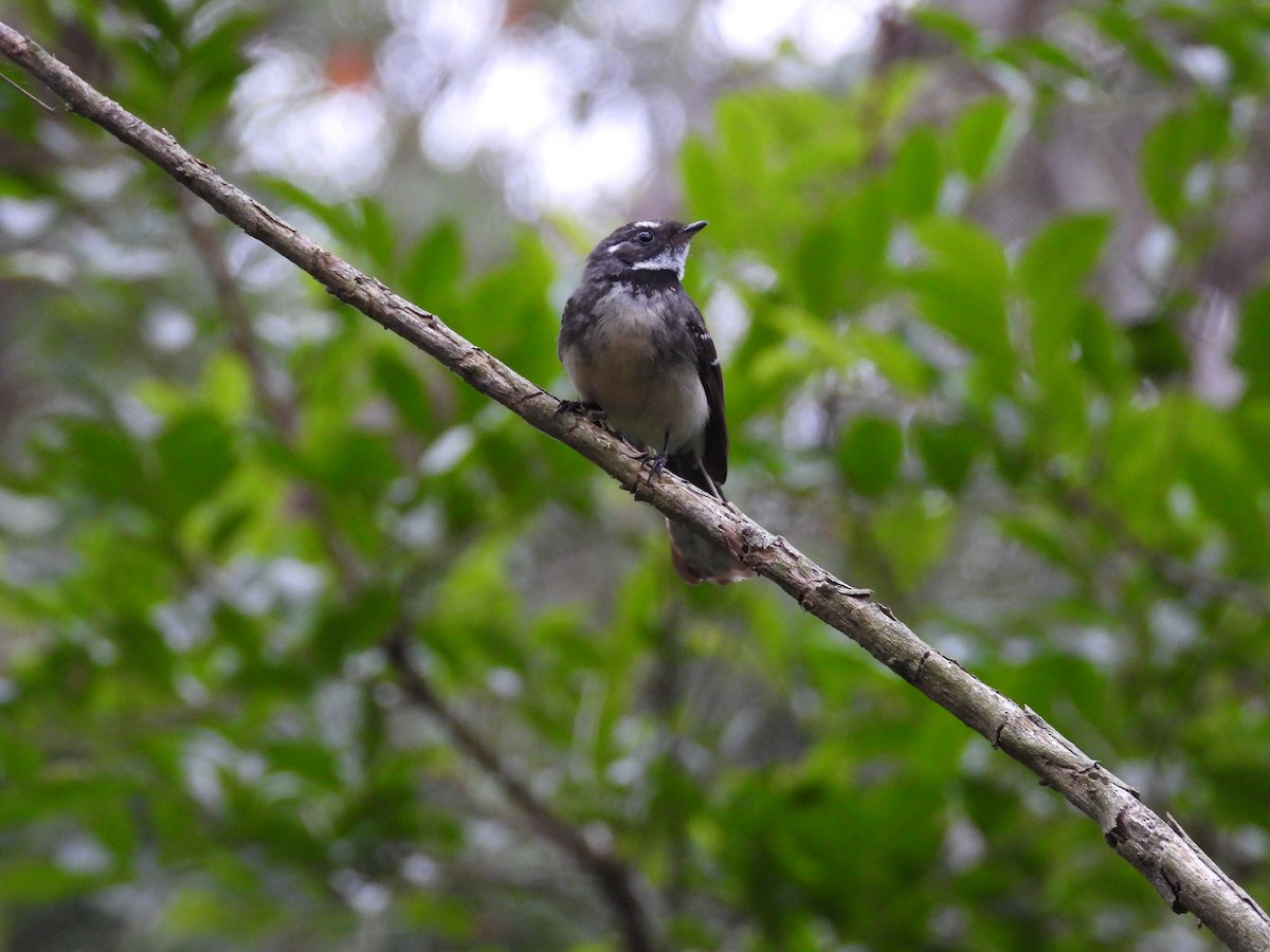 Gray Fantail - ML646830539