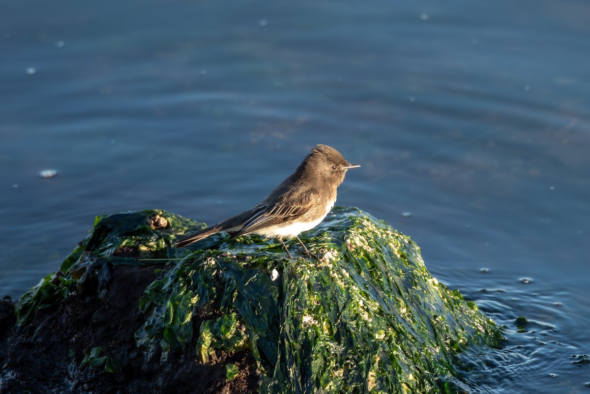 Black Phoebe - ML646830540