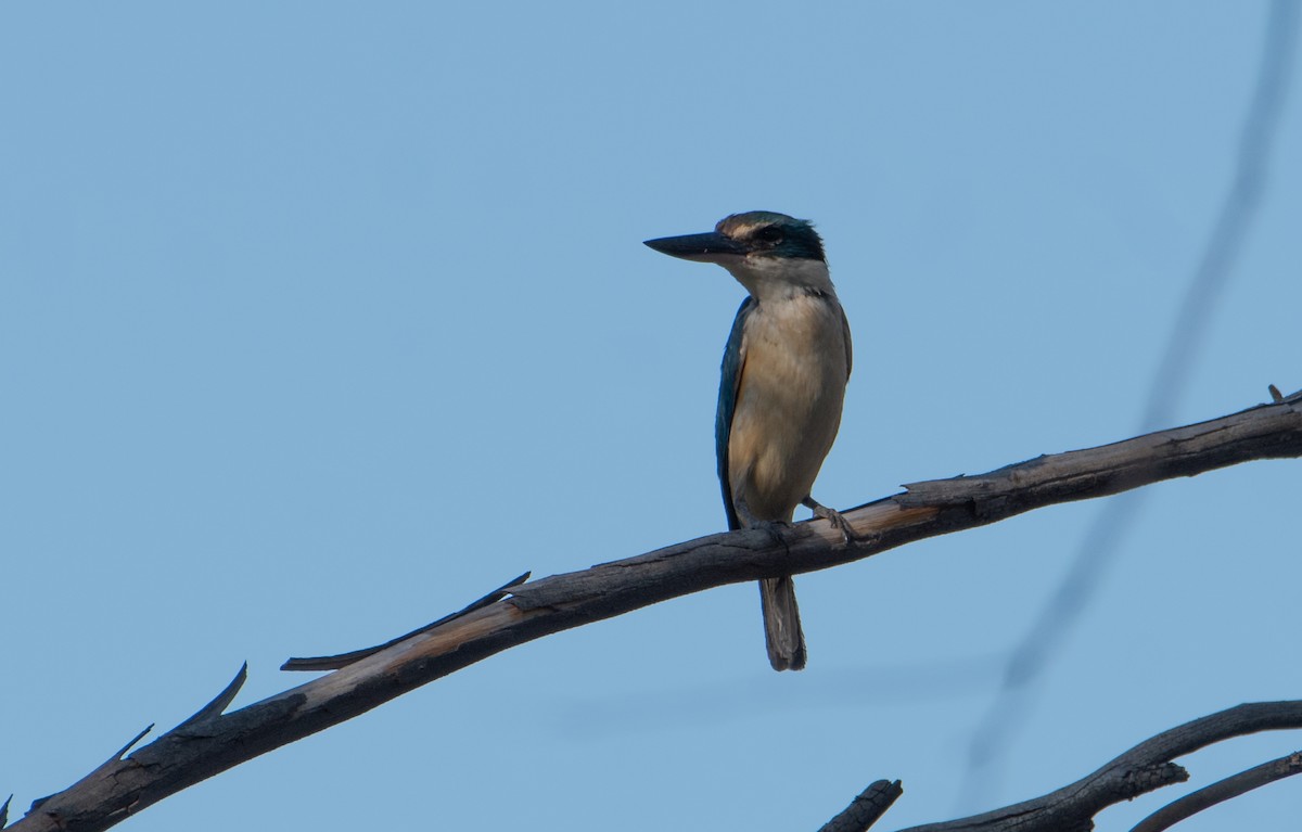 Sacred Kingfisher - ML646830544