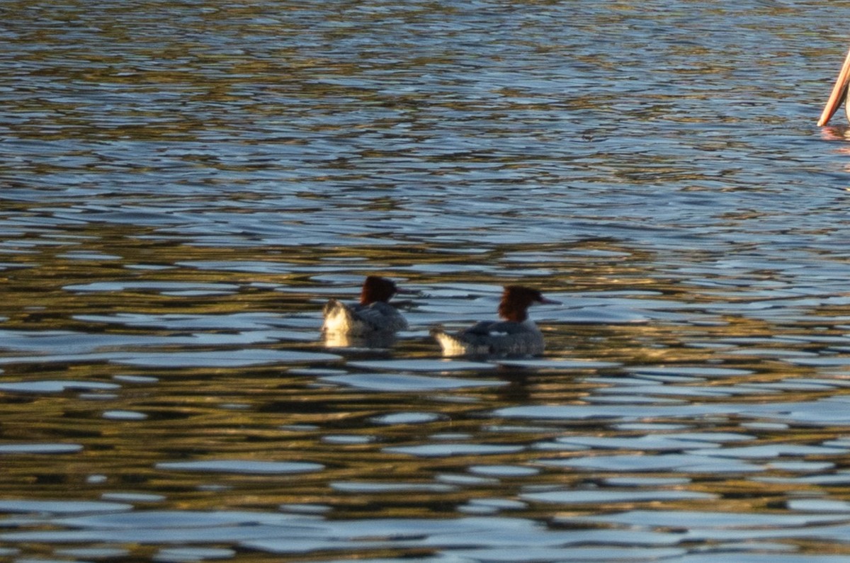 Common Merganser - ML646830545