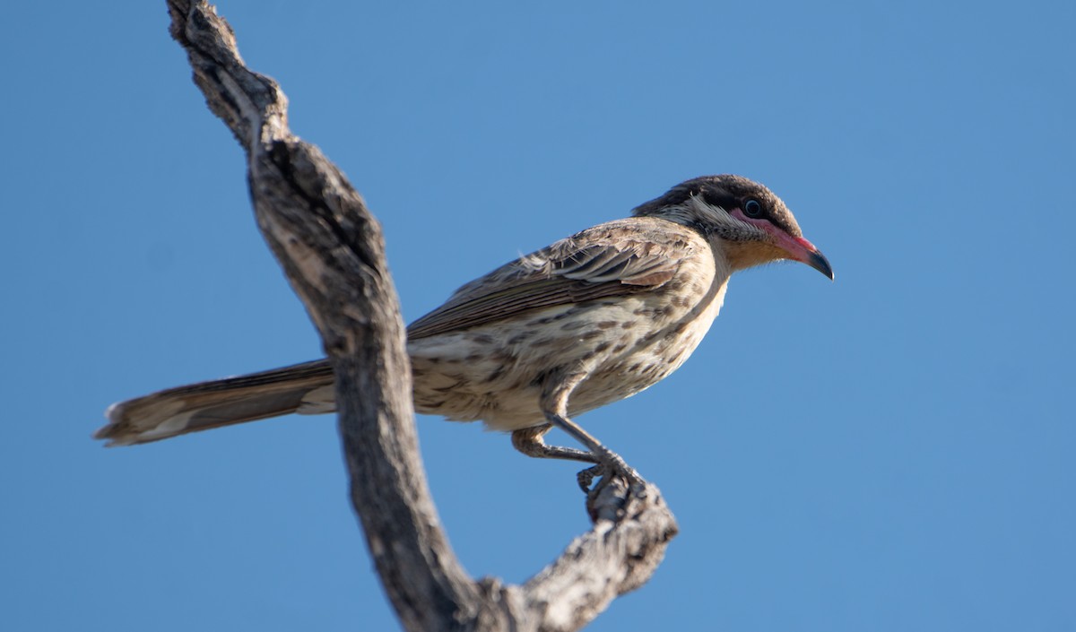 Spiny-cheeked Honeyeater - ML646830547