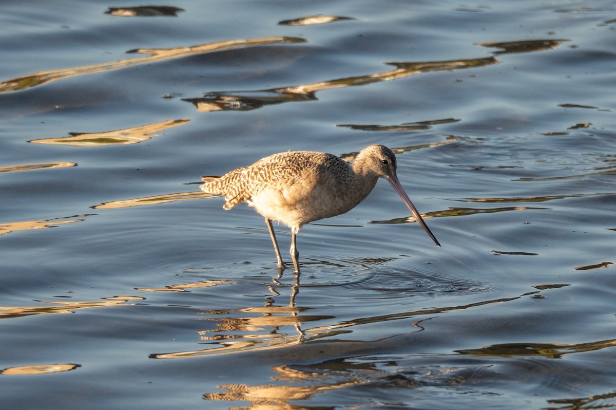 Marbled Godwit - ML646830548