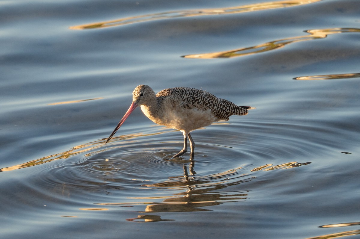 Marbled Godwit - ML646830549