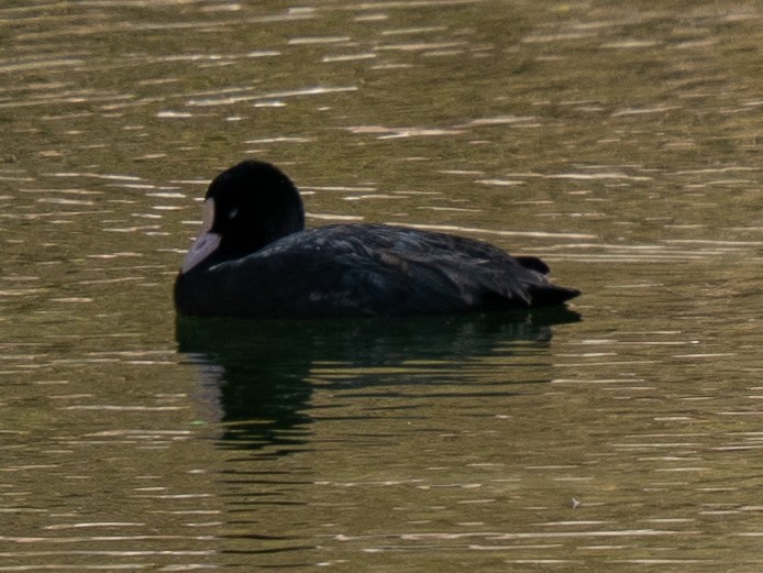 Kopetazuri arrunta - ML646830550