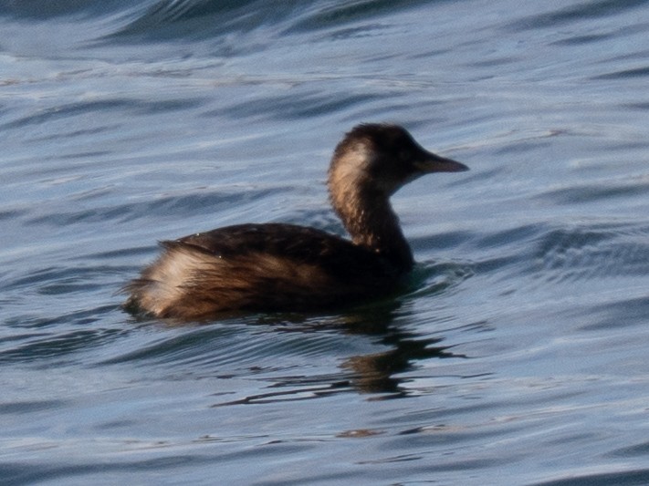 Txilinporta txikia - ML646830553