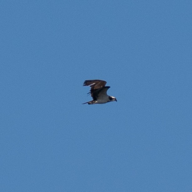 Arrano arrantzalea - ML646830556