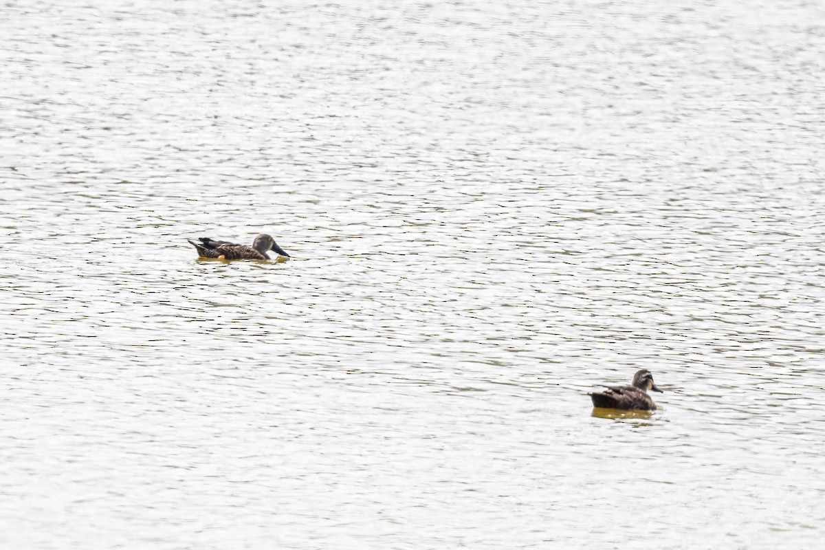 Австралийская широконоска - ML646830557