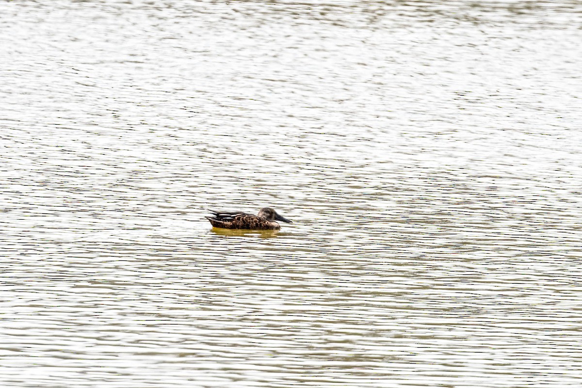 Австралийская широконоска - ML646830558