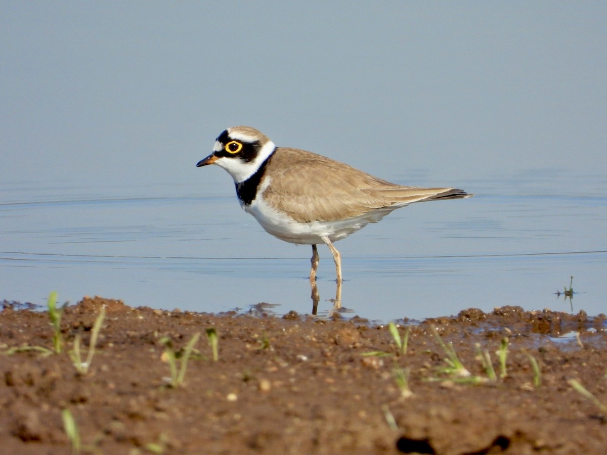 Little Ringed Plover - ML646830559