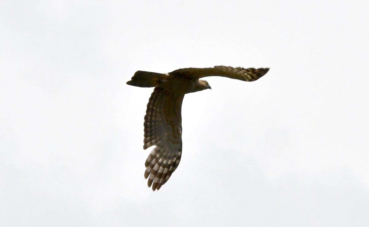 aviceda hnědá - ML646830561