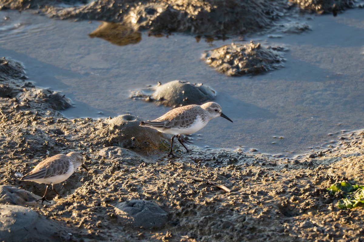 Western Sandpiper - ML646830562