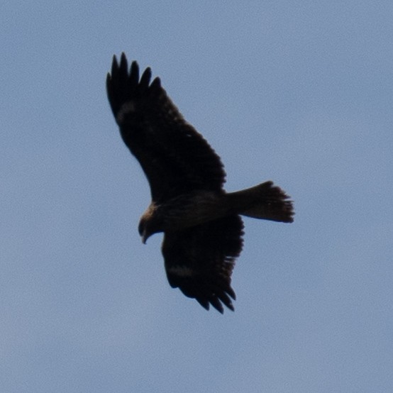 Miru beltza - ML646830563