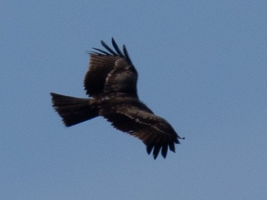 Miru beltza - ML646830564