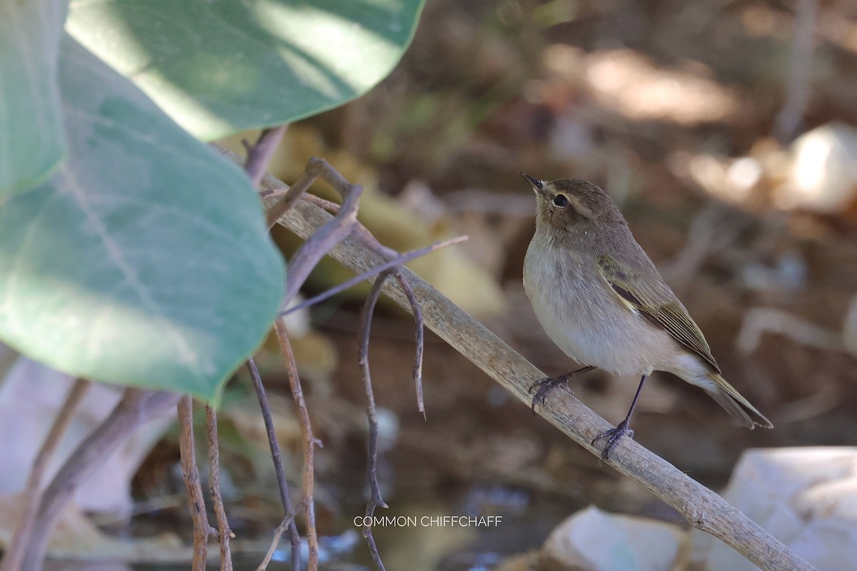 Common Chiffchaff - ML646830565