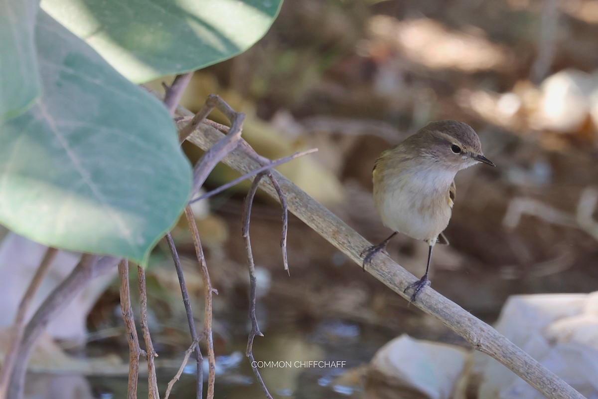 Pouillot véloce - ML646830566